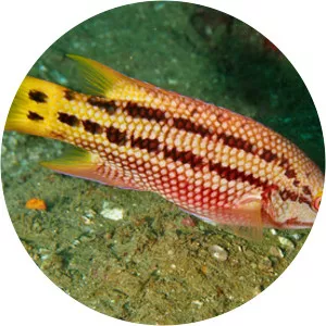 Mexican hogfish - Fish