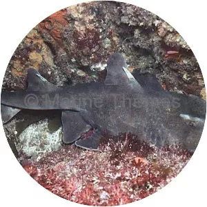 Mexican hornshark
