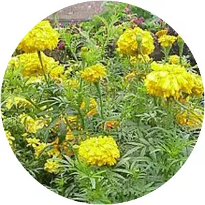 Mexican marigold
