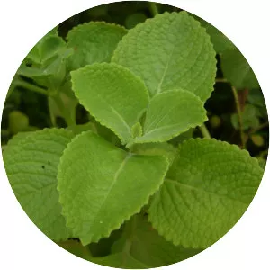 Mexican mint - Plants