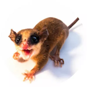 Mexican mouse opossum - Animal