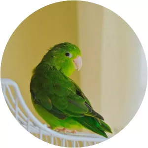 Mexican parrotlet