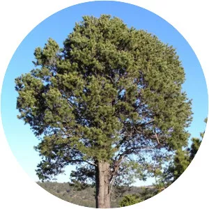 Mexican pinyon - Plants