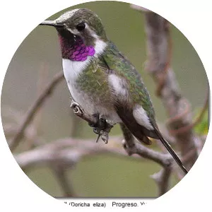 Mexican sheartail