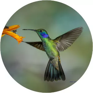 Mexican violetear
