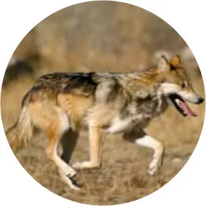 Mexican wolf