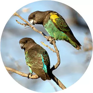 Meyer's parrot - Bird