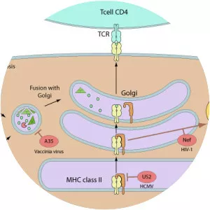 MHC class II - Protein