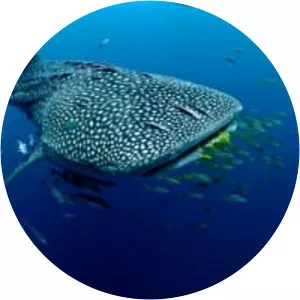 Michael Aw - Photographer