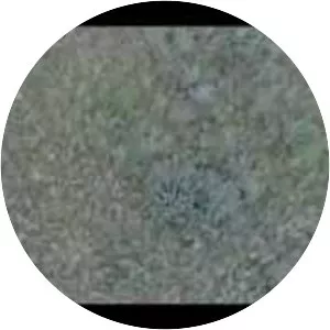 christopher trapani michael maierhof