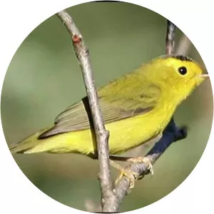 Michel Mauléart Monton