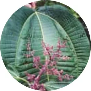 Miconia