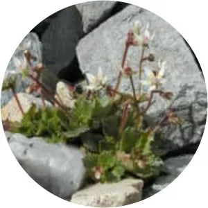 Micranthes stellaris