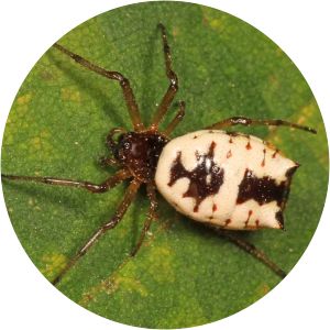 Micrathena mitrata - 