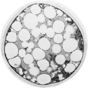 Microbial Lipids - Book