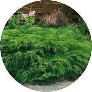 Microbiota decussata - Plants