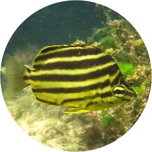 Microcanthus strigatus