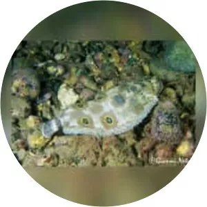 Microchirus ocellatus - 