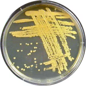 Micrococcus luteus
