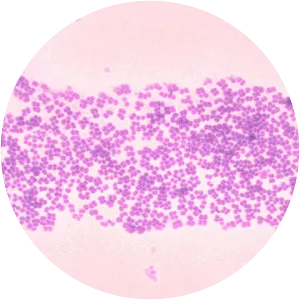 Micrococcus