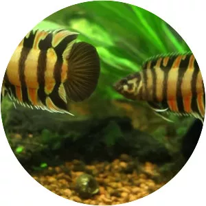 Microctenopoma ansorgii