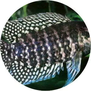 Microctenopoma fasciolatum