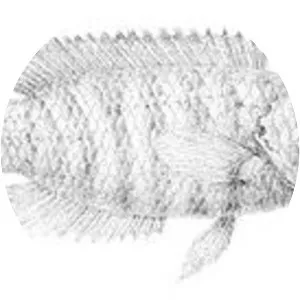 Microctenopoma nanum