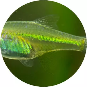 Microdevario kubotai