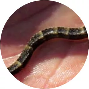 Micrognathus crinitus - 