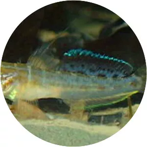 Microgobius gulosus - 