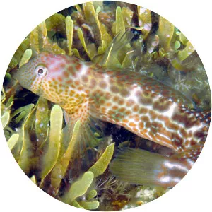 Microlipophrys canevae