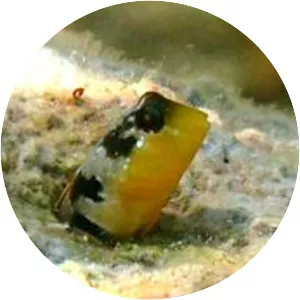 Microlipophrys dalmatinus