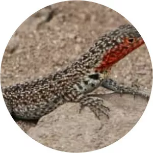 Microlophus albemarlensis