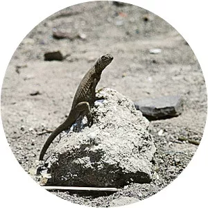 Microlophus atacamensis