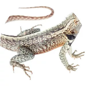Microlophus bivittatus