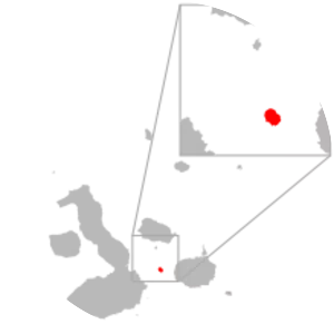 Microlophus duncanensis