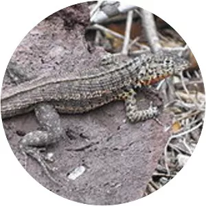 Microlophus indefatigabilis