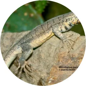 Microlophus peruvianus