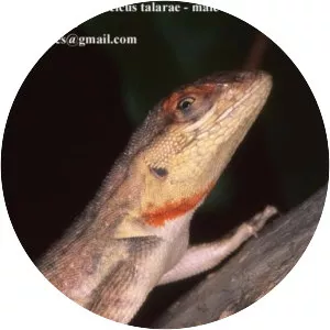 Microlophus thoracicus