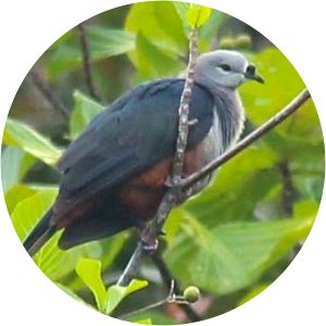 Micronesian imperial pigeon