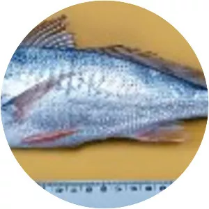 Micropogonias altipinnis - 