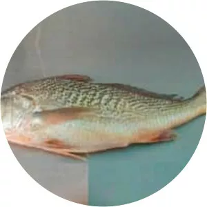 Micropogonias furnieri - 