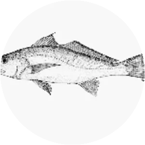 Micropogonias megalops - 