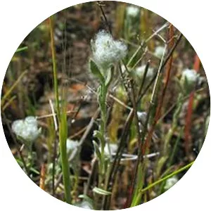 Micropus californicus - Plants