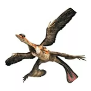 Microraptor - Dinosaur