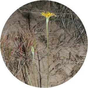 Microseris nutans