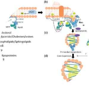 Microsomal triglyceride transfer protein - 