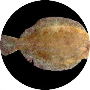 Microstomus - Fish