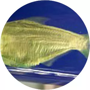 Microthrissa royauxi