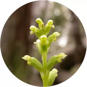 Microtis parviflora photograph